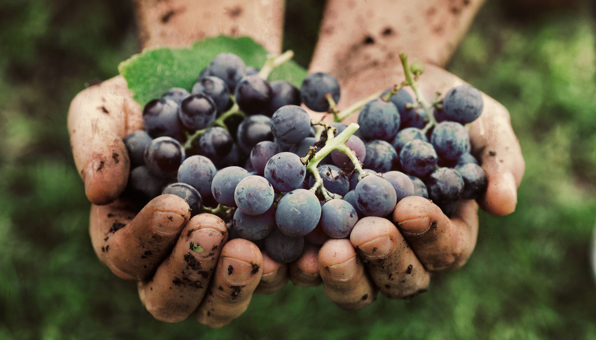 Grace Beyond the Vineyard: A Spoken Word on Matthew 20:1-16